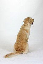 Biosphoto | 1528547 | Golden Retriever | &copy; Arco Images / Wegner Petra / imageBROKER / Biosphoto