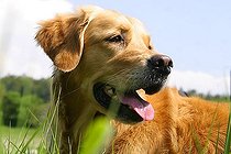 Biosphoto | 1634278 | Golden Retriever | &copy; Alfred Schauhuber / imageBROKER / Biosphoto