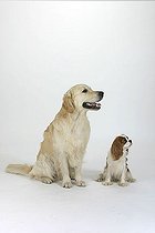 Biosphoto | 1466219 | Golden Retriever and Cavalier King Charles Spaniel | &copy; Arco Images / Wegner Petra / imageBROKER / Biosphoto