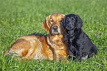 Biosphoto | 2598118 | Golden retriever et flat-coated retriever noir, chiot de 9 semaines dans un champ, chien de chasse originaire d'Angleterre | &copy; alimdi / Arterra / Sven Erik Arndt / imageBROKER / Biosphoto