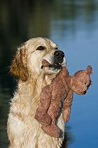 Biosphoto | 1507913 | Golden Retriever, holding teddybear with snout | &copy; Picani / imageBROKER / Biosphoto