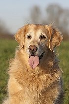 Biosphoto | 1448559 | Golden Retriever hybrid, 12 years old, portrait | &copy; Caroline Brinkmann / imageBROKER / Biosphoto