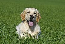 Biosphoto | 1481634 | Golden Retriever lying in a meadow | &copy; Picani / imageBROKER / Biosphoto