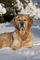 Biosphoto | 1527611 | Golden Retriever lying in the snow | &copy; Picani / imageBROKER / Biosphoto
