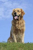 Biosphoto | 1527849 | Golden Retriever, male, 3.5 years, sitting on a meadow | &copy; Caroline Brinkmann / imageBROKER / Biosphoto