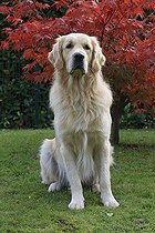 Biosphoto | 1527833 | Golden Retriever, male, sitting on a lawn | &copy; Caroline Brinkmann / imageBROKER / Biosphoto