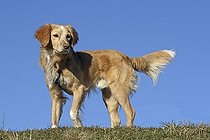 Biosphoto | 1457550 | Golden Retriever, Nova Scotia Duck Tolling Retriever hybrid, standing on a meadow | &copy; Caroline Brinkmann / imageBROKER / Biosphoto