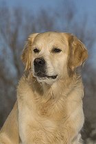 Biosphoto | 1521021 | Golden Retriever, portrait | &copy; Caroline Brinkmann / imageBROKER / Biosphoto