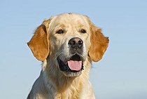 Biosphoto | 1527721 | Golden Retriever, portrait | &copy; Picani / imageBROKER / Biosphoto