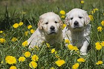 Biosphoto | 1447108 | Golden Retriever puppies | &copy; Lutz Gerken / imageBROKER / Biosphoto