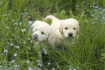 Biosphoto | 1466225 | Golden Retriever puppies | &copy; Naturfoto-Online / imageBROKER / Biosphoto