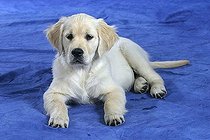 Biosphoto | 1480626 | Golden Retriever, puppy, 11 weeks | &copy; Arco Images / Wegner Petra / imageBROKER / Biosphoto