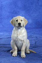 Biosphoto | 1465899 | Golden Retriever, puppy, 11 weeks blinking | &copy; Arco Images / Wegner Petra / imageBROKER / Biosphoto