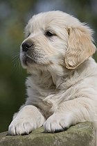 Biosphoto | 1444013 | Golden Retriever puppy | &copy; Lutz Gerken / imageBROKER / Biosphoto