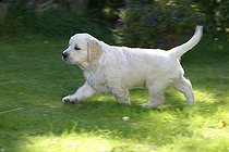Biosphoto | 1466007 | Golden Retriever, puppy, 7 weeks | &copy; Arco Images / Wegner Petra / imageBROKER / Biosphoto