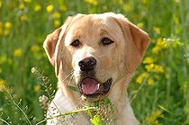 Biosphoto | 1516549 | Golden Retriever puppy (Canis lupus familiaris) | &copy; Michael Krabs / imageBROKER / Biosphoto
