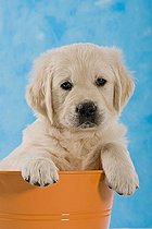 Biosphoto | 1445074 | Golden Retriever puppy in a bucket | &copy; Picani / imageBROKER / Biosphoto