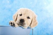 Biosphoto | 1445776 | Golden Retriever puppy in a bucket | &copy; Picani / imageBROKER / Biosphoto