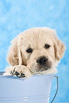 Biosphoto | 1446219 | Golden Retriever puppy in a bucket | &copy; Picani / imageBROKER / Biosphoto