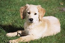 Biosphoto | 1446717 | Golden Retriever puppy lying in the grass | &copy; Alessandra Sarti / imageBROKER / Biosphoto