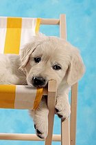 Biosphoto | 1507695 | Golden Retriever puppy lying on a deckchair | &copy; Picani / imageBROKER / Biosphoto