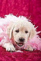 Biosphoto | 1522205 | Golden Retriever puppy playing with a feather boa | &copy; Picani / imageBROKER / Biosphoto