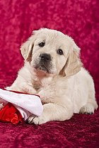 Biosphoto | 1527316 | Golden Retriever puppy playing with a santa claus hat | &copy; Picani / imageBROKER / Biosphoto