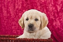 Biosphoto | 1527530 | Golden Retriever puppy sitting in a wicker basket | &copy; Picani / imageBROKER / Biosphoto