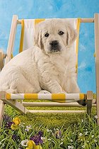 Biosphoto | 1445963 | Golden Retriever puppy sitting on a deckchair | &copy; Picani / imageBROKER / Biosphoto
