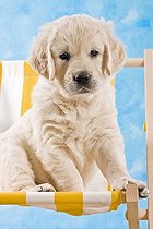 Biosphoto | 1495884 | Golden Retriever puppy sitting on a deckchair | &copy; Picani / imageBROKER / Biosphoto
