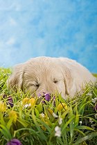 Biosphoto | 1463913 | Golden Retriever puppy sleeping in a meadow | &copy; Picani / imageBROKER / Biosphoto