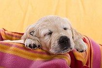 Biosphoto | 1481635 | Golden Retriever puppy sleeping on a blanket | &copy; Picani / imageBROKER / Biosphoto