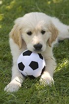 Biosphoto | 1528222 | Golden Retriever puppy with soccer ball | &copy; Naturfoto-Online / imageBROKER / Biosphoto
