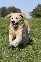 Biosphoto | 1447881 | Golden Retriever running across a field | &copy; Caroline Brinkmann / imageBROKER / Biosphoto