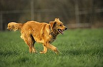 Biosphoto | 1526514 | Golden Retriever running in grassland | &copy; L. Lenz / imageBROKER / Biosphoto