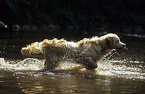 Biosphoto | 1523154 | Golden Retriever running in the water, wet fur | &copy; L. Lenz / imageBROKER / Biosphoto