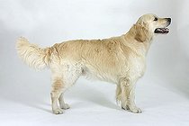 Biosphoto | 1479571 | Golden Retriever side | &copy; Arco Images / Wegner Petra / imageBROKER / Biosphoto
