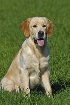 Biosphoto | 1462686 | Golden Retriever sitting on a lawn | &copy; Picani / imageBROKER / Biosphoto