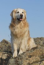 Biosphoto | 1527790 | Golden Retriever sitting on a rock | &copy; Picani / imageBROKER / Biosphoto