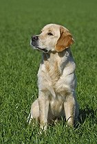 Biosphoto | 1481390 | Golden Retriever sitting on the lawn | &copy; Picani / imageBROKER / Biosphoto