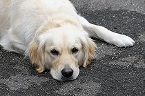 Biosphoto | 1463033 | Golden retriever, waiting | &copy; Egon Boemsch / imageBROKER / Biosphoto