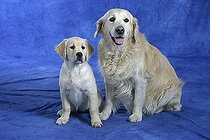 Biosphoto | 1462145 | Golden Retriever with puppy, 11 weeks | &copy; Arco Images / Wegner Petra / imageBROKER / Biosphoto