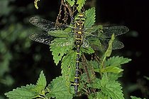Biosphoto | 1458774 | Golden-ringed Dragonfly (Cordulegaster boltoni) | &copy; Hans Lang / imageBROKER / Biosphoto