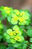 Biosphoto | 1523825 | Golden saxifrage (Chrysosplenium alternifolium) | &copy; Ottfried Schreiter / imageBROKER / Biosphoto