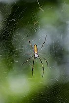 Biosphoto | 1523533 | Golden Silk Orb-weavers Spider (Nephila), Rio Ochos, Jamaica, Caribbean, Central America | &copy; Robert Seitz / imageBROKER / Biosphoto