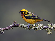 Biosphoto | 2608854 | Golden Tanager (Tangara arthus), Manu Road, Peru | &copy; Ignacio Yufera / Biosphoto