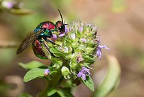 Biosphoto | 2453770 | Golden wasp (Hedychrum rutilans) female on thyme flowers, Vosges du Nord Regional Nature Park, France | &copy; Michel Rauch / Biosphoto