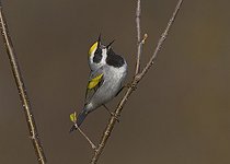 Biosphoto | 2412848 | Golden-winged Warbler (Vermivora chrysoptera) male singing, Michigan, USA | &copy; Robert Royse / BIA / Biosphoto