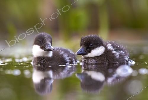 Biosphoto | 1921995 | Goldeneye ducklings on water - Polvijärvi Finland | &copy; Niko Pekonen / Biosphoto