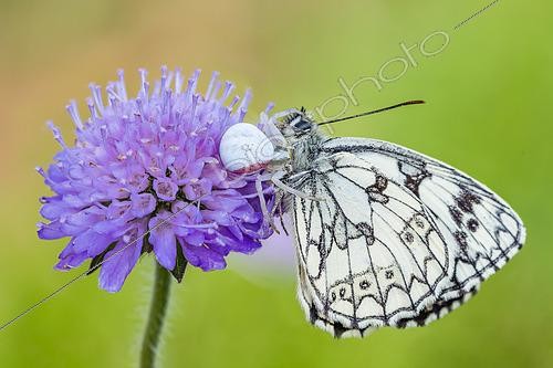 Biosphoto | 2603956 | Goldenrod Spider (Misumena vatia), a crab spider that has captured a Marbled White butterfly (Melanargia galathea) on a flower, Lorraine, France | &copy; Stéphane Vitzthum / Biosphoto